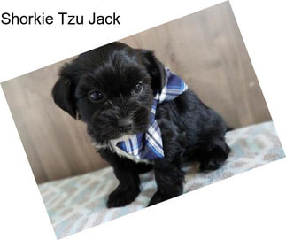 Shorkie Tzu Jack