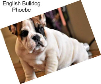 English Bulldog Phoebe