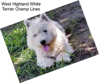 West Highland White Terrier Champ Lines