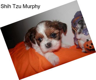Shih Tzu Murphy