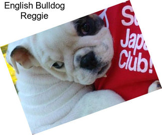 English Bulldog Reggie