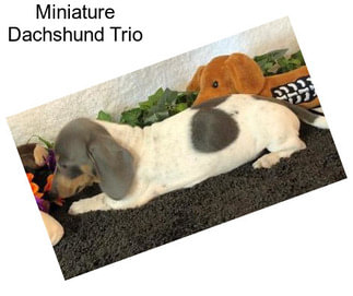 Miniature Dachshund Trio