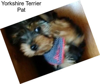 Yorkshire Terrier Pat