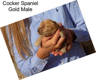 Cocker Spaniel Gold Male