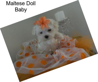 Maltese Doll Baby