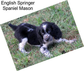 English Springer Spaniel Mason