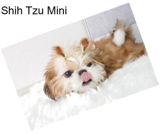 Shih Tzu Mini