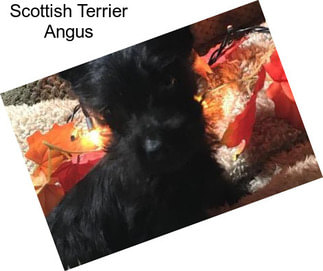 Scottish Terrier Angus