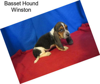 Basset Hound Winston