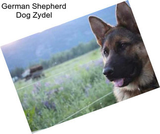 German Shepherd Dog Zydel