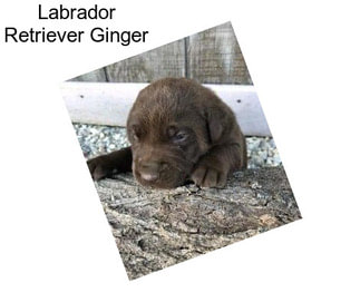 Labrador Retriever Ginger