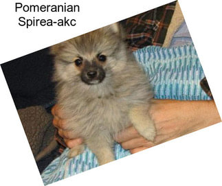 Pomeranian Spirea-akc