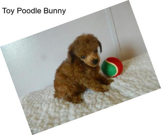 Toy Poodle Bunny