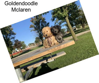 Goldendoodle Mclaren