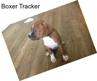 Boxer Tracker
