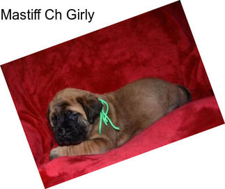 Mastiff Ch Girly