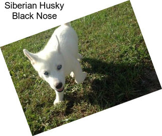Siberian Husky Black Nose
