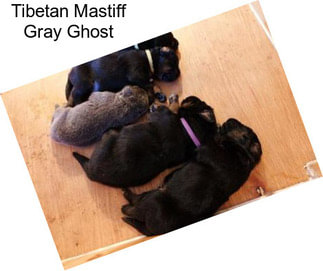 Tibetan Mastiff Gray Ghost