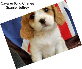 Cavalier King Charles Spaniel Jeffrey