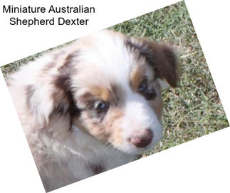 Miniature Australian Shepherd Dexter