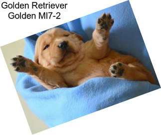 Golden Retriever Golden Ml7-2