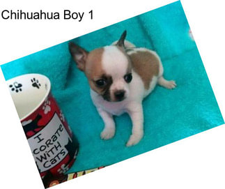 Chihuahua Boy 1