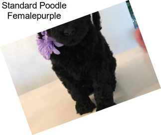 Standard Poodle Femalepurple