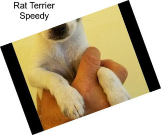 Rat Terrier Speedy