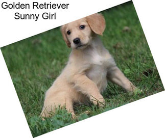 Golden Retriever Sunny Girl