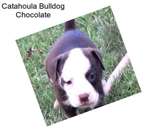 Catahoula Bulldog Chocolate