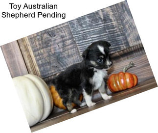 Toy Australian Shepherd Pending