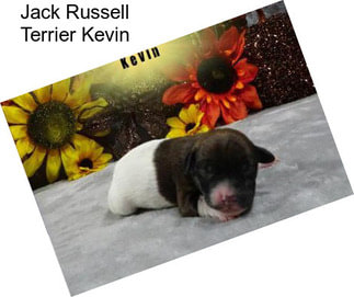 Jack Russell Terrier Kevin