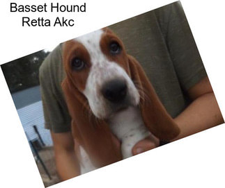 Basset Hound Retta Akc