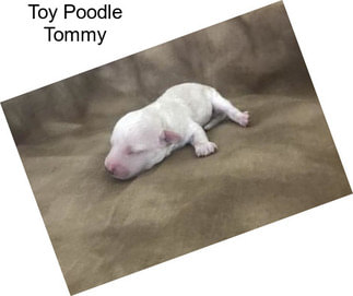 Toy Poodle Tommy