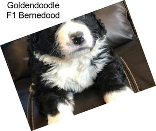 Goldendoodle F1 Bernedood