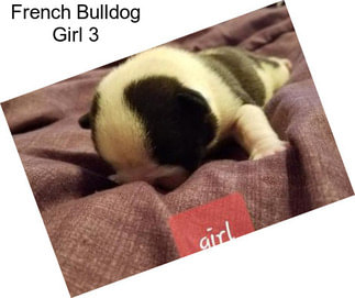French Bulldog Girl 3