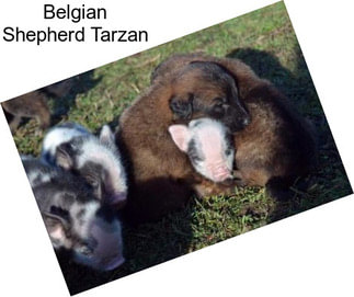 Belgian Shepherd Tarzan