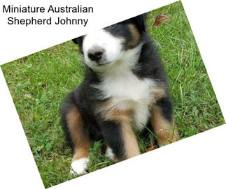 Miniature Australian Shepherd Johnny