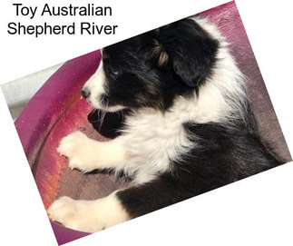 Toy Australian Shepherd River