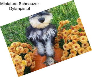 Miniature Schnauzer Dylanpistol