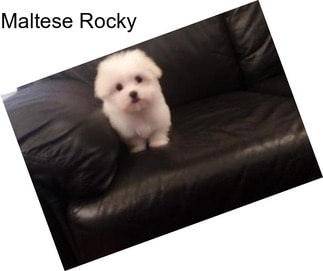 Maltese Rocky