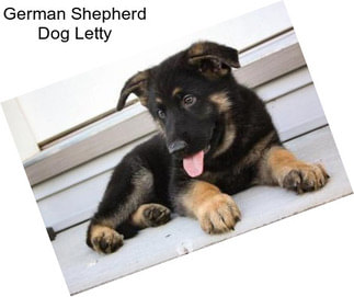 German Shepherd Dog Letty