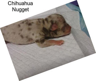 Chihuahua Nugget