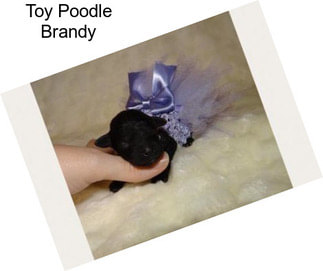 Toy Poodle Brandy