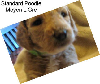 Standard Poodle Moyen L Gre