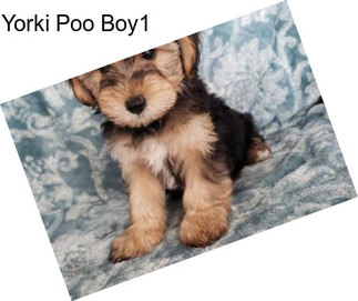Yorki Poo Boy1