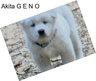 Akita G E N O