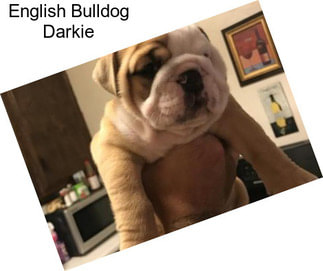 English Bulldog Darkie