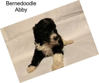 Bernedoodle Abby