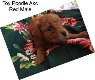 Toy Poodle Akc Red Male